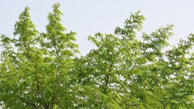 Alangium salvifolium ya da adaçayı alangium ağacından ayrılmıştır. Cornaceaefamily 'de çiçek açan bir bitkidir. Ormandaki ağaç. Doğa arkaplanı. 