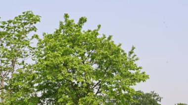 Alangium salvifolium ya da adaçayı alangium ağacından ayrılmıştır. Cornaceaefamily 'de çiçek açan bir bitkidir. Ormandaki ağaç. Doğa arkaplanı. 