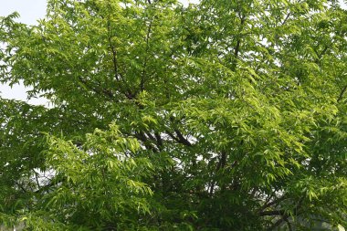 Alangium salvifolium ya da adaçayı alangium ağacından ayrılmıştır. Cornaceaefamily 'de çiçek açan bir bitkidir. Ormandaki ağaç. Doğa arkaplanı.