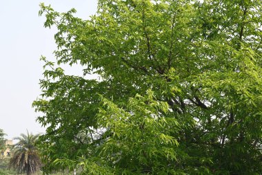 Alangium salvifolium ya da adaçayı alangium ağacından ayrılmıştır. Cornaceaefamily 'de çiçek açan bir bitkidir. Ormandaki ağaç. Doğa arkaplanı.