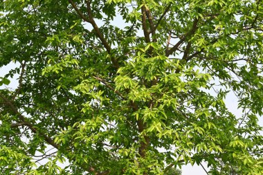 Alangium salvifolium ya da adaçayı alangium ağacından ayrılmıştır. Cornaceaefamily 'de çiçek açan bir bitkidir. Ormandaki ağaç. Doğa arkaplanı.