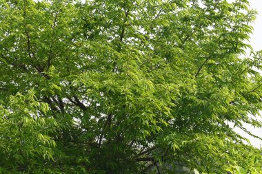 Alangium salvifolium ya da adaçayı alangium ağacından ayrılmıştır. Cornaceaefamily 'de çiçek açan bir bitkidir. Ormandaki ağaç. Doğa arkaplanı.