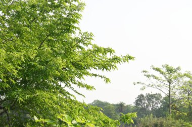 Alangium salvifolium ya da adaçayı alangium ağacından ayrılmıştır. Cornaceaefamily 'de çiçek açan bir bitkidir. Ormandaki ağaç. Doğa arkaplanı.