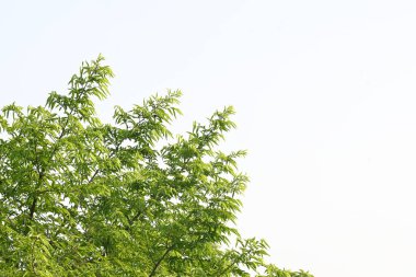 Alangium salvifolium ya da adaçayı alangium ağacından ayrılmıştır. Cornaceaefamily 'de çiçek açan bir bitkidir. Ormandaki ağaç. Doğa arkaplanı.