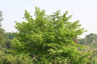 Alangium salvifolium ya da adaçayı alangium ağacından ayrılmıştır. Cornaceaefamily 'de çiçek açan bir bitkidir. Ormandaki ağaç. Doğa arkaplanı.
