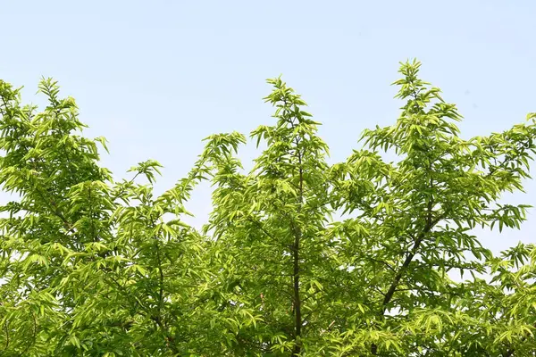 Alangium salvifolium ya da adaçayı alangium ağacından ayrılmıştır. Cornaceaefamily 'de çiçek açan bir bitkidir. Ormandaki ağaç. Doğa arkaplanı. 