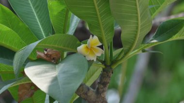 Plumeria Rubra çiçeği. Adiduduousplant türleri diğer adları olan adları: Fransizgipani, Paucipan, Frangipani, yaygın frangipani, tapınak ağacı, calachuchi ve basitçe plumeria..