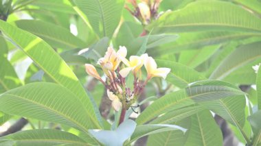 Plumeria Rubra çiçeği. Adiduduousplant türleri diğer adları olan adları: Fransizgipani, Paucipan, Frangipani, yaygın frangipani, tapınak ağacı, calachuchi ve basitçe plumeria..