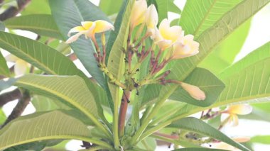 Plumeria Rubra çiçeği. Adiduduousplant türleri diğer adları olan adları: Fransizgipani, Paucipan, Frangipani, yaygın frangipani, tapınak ağacı, calachuchi ve basitçe plumeria..
