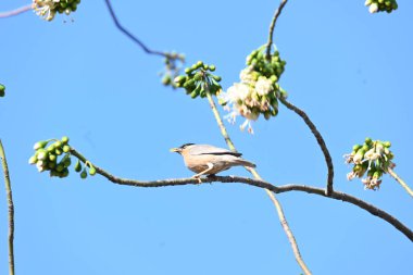 Brahminy Starlingorbrahminy Myna Beyaz İpek Pamuk Ağacı 'nda oturuyor. Bu kuş Beyaz İpek Pamuk Ağacı 'nın çiçeğinin nektarını emiyor. Sturnia pagodarum. Starling ailesinin bir üyesi..