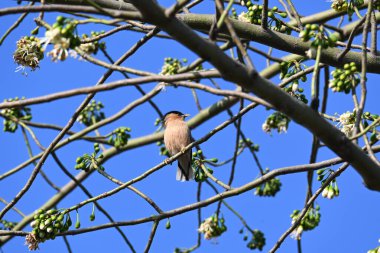Brahminy Starlingorbrahminy Myna Beyaz İpek Pamuk Ağacı 'nda oturuyor. Bu kuş Beyaz İpek Pamuk Ağacı 'nın çiçeğinin nektarını emiyor. Sturnia pagodarum. Starling ailesinin bir üyesi..