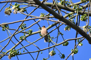 Brahminy Starlingorbrahminy Myna Beyaz İpek Pamuk Ağacı 'nda oturuyor. Bu kuş Beyaz İpek Pamuk Ağacı 'nın çiçeğinin nektarını emiyor. Sturnia pagodarum. Starling ailesinin bir üyesi..