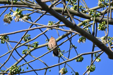 Brahminy Starlingorbrahminy Myna Beyaz İpek Pamuk Ağacı 'nda oturuyor. Bu kuş Beyaz İpek Pamuk Ağacı 'nın çiçeğinin nektarını emiyor. Sturnia pagodarum. Starling ailesinin bir üyesi..