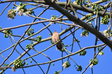 Brahminy Starlingorbrahminy Myna Beyaz İpek Pamuk Ağacı 'nda oturuyor. Bu kuş Beyaz İpek Pamuk Ağacı 'nın çiçeğinin nektarını emiyor. Sturnia pagodarum. Starling ailesinin bir üyesi..