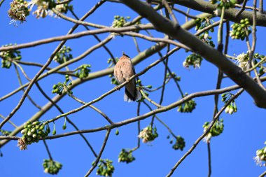 Brahminy Starlingorbrahminy Myna Beyaz İpek Pamuk Ağacı 'nda oturuyor. Bu kuş Beyaz İpek Pamuk Ağacı 'nın çiçeğinin nektarını emiyor. Sturnia pagodarum. Starling ailesinin bir üyesi..