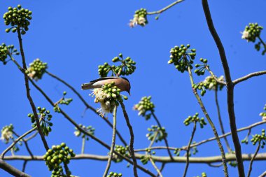 Brahminy Starlingorbrahminy Myna Beyaz İpek Pamuk Ağacı 'nda oturuyor. Bu kuş Beyaz İpek Pamuk Ağacı 'nın çiçeğinin nektarını emiyor. Sturnia pagodarum. Starling ailesinin bir üyesi..