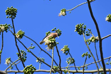 Brahminy Starlingorbrahminy Myna Beyaz İpek Pamuk Ağacı 'nda oturuyor. Bu kuş Beyaz İpek Pamuk Ağacı 'nın çiçeğinin nektarını emiyor. Sturnia pagodarum. Starling ailesinin bir üyesi..