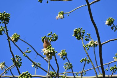 Brahminy Starlingorbrahminy Myna Beyaz İpek Pamuk Ağacı 'nda oturuyor. Bu kuş Beyaz İpek Pamuk Ağacı 'nın çiçeğinin nektarını emiyor. Sturnia pagodarum. Starling ailesinin bir üyesi..