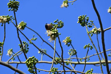 Brahminy Starlingorbrahminy Myna Beyaz İpek Pamuk Ağacı 'nda oturuyor. Bu kuş Beyaz İpek Pamuk Ağacı 'nın çiçeğinin nektarını emiyor. Sturnia pagodarum. Starling ailesinin bir üyesi..
