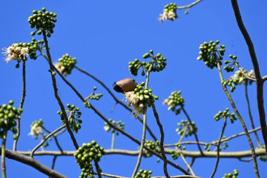 Brahminy Starlingorbrahminy Myna Beyaz İpek Pamuk Ağacı 'nda oturuyor. Bu kuş Beyaz İpek Pamuk Ağacı 'nın çiçeğinin nektarını emiyor. Sturnia pagodarum. Starling ailesinin bir üyesi..