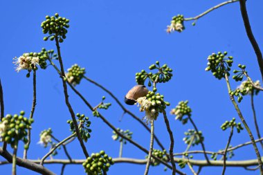 Brahminy Starlingorbrahminy Myna Beyaz İpek Pamuk Ağacı 'nda oturuyor. Bu kuş Beyaz İpek Pamuk Ağacı 'nın çiçeğinin nektarını emiyor. Sturnia pagodarum. Starling ailesinin bir üyesi..