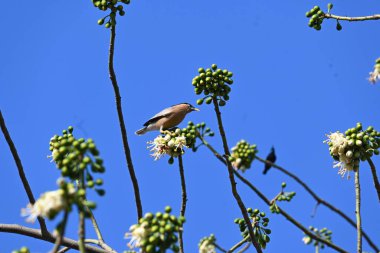 Brahminy Starlingorbrahminy Myna Beyaz İpek Pamuk Ağacı 'nda oturuyor. Bu kuş Beyaz İpek Pamuk Ağacı 'nın çiçeğinin nektarını emiyor. Sturnia pagodarum. Starling ailesinin bir üyesi..