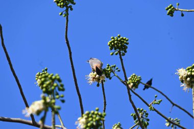 Brahminy Starlingorbrahminy Myna Beyaz İpek Pamuk Ağacı 'nda oturuyor. Bu kuş Beyaz İpek Pamuk Ağacı 'nın çiçeğinin nektarını emiyor. Sturnia pagodarum. Starling ailesinin bir üyesi..
