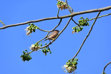 Brahminy Starlingorbrahminy Myna Beyaz İpek Pamuk Ağacı 'nda oturuyor. Bu kuş Beyaz İpek Pamuk Ağacı 'nın çiçeğinin nektarını emiyor. Sturnia pagodarum. Starling ailesinin bir üyesi..