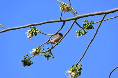Brahminy Starlingorbrahminy Myna Beyaz İpek Pamuk Ağacı 'nda oturuyor. Bu kuş Beyaz İpek Pamuk Ağacı 'nın çiçeğinin nektarını emiyor. Sturnia pagodarum. Starling ailesinin bir üyesi..