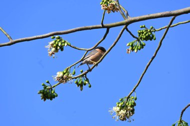 Brahminy Starlingorbrahminy Myna Beyaz İpek Pamuk Ağacı 'nda oturuyor. Bu kuş Beyaz İpek Pamuk Ağacı 'nın çiçeğinin nektarını emiyor. Sturnia pagodarum. Starling ailesinin bir üyesi..