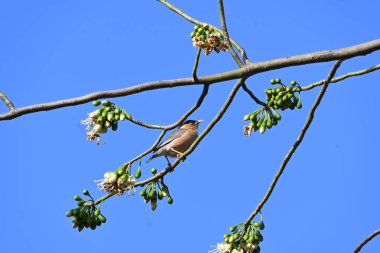 Brahminy Starlingorbrahminy Myna Beyaz İpek Pamuk Ağacı 'nda oturuyor. Bu kuş Beyaz İpek Pamuk Ağacı 'nın çiçeğinin nektarını emiyor. Sturnia pagodarum. Starling ailesinin bir üyesi..