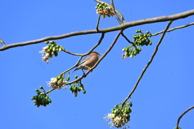 Brahminy Starlingorbrahminy Myna Beyaz İpek Pamuk Ağacı 'nda oturuyor. Bu kuş Beyaz İpek Pamuk Ağacı 'nın çiçeğinin nektarını emiyor. Sturnia pagodarum. Starling ailesinin bir üyesi..