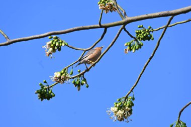 Brahminy Starlingorbrahminy Myna Beyaz İpek Pamuk Ağacı 'nda oturuyor. Bu kuş Beyaz İpek Pamuk Ağacı 'nın çiçeğinin nektarını emiyor. Sturnia pagodarum. Starling ailesinin bir üyesi..