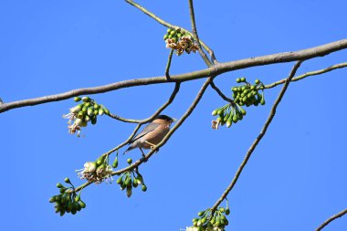 Brahminy Starlingorbrahminy Myna Beyaz İpek Pamuk Ağacı 'nda oturuyor. Bu kuş Beyaz İpek Pamuk Ağacı 'nın çiçeğinin nektarını emiyor. Sturnia pagodarum. Starling ailesinin bir üyesi..
