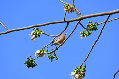 Brahminy Starlingorbrahminy Myna Beyaz İpek Pamuk Ağacı 'nda oturuyor. Bu kuş Beyaz İpek Pamuk Ağacı 'nın çiçeğinin nektarını emiyor. Sturnia pagodarum. Starling ailesinin bir üyesi..