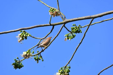 Brahminy Starlingorbrahminy Myna Beyaz İpek Pamuk Ağacı 'nda oturuyor. Bu kuş Beyaz İpek Pamuk Ağacı 'nın çiçeğinin nektarını emiyor. Sturnia pagodarum. Starling ailesinin bir üyesi..