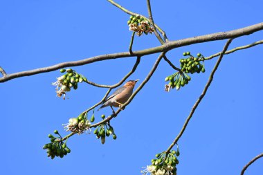 Brahminy Starlingorbrahminy Myna Beyaz İpek Pamuk Ağacı 'nda oturuyor. Bu kuş Beyaz İpek Pamuk Ağacı 'nın çiçeğinin nektarını emiyor. Sturnia pagodarum. Starling ailesinin bir üyesi..