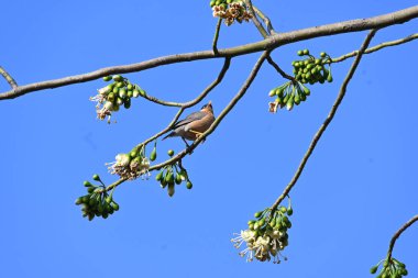 Brahminy Starlingorbrahminy Myna Beyaz İpek Pamuk Ağacı 'nda oturuyor. Bu kuş Beyaz İpek Pamuk Ağacı 'nın çiçeğinin nektarını emiyor. Sturnia pagodarum. Starling ailesinin bir üyesi..