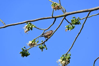 Brahminy Starlingorbrahminy Myna Beyaz İpek Pamuk Ağacı 'nda oturuyor. Bu kuş Beyaz İpek Pamuk Ağacı 'nın çiçeğinin nektarını emiyor. Sturnia pagodarum. Starling ailesinin bir üyesi..