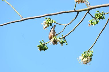 Brahminy Starlingorbrahminy Myna Beyaz İpek Pamuk Ağacı 'nda oturuyor. Bu kuş Beyaz İpek Pamuk Ağacı 'nın çiçeğinin nektarını emiyor. Sturnia pagodarum. Starling ailesinin bir üyesi..