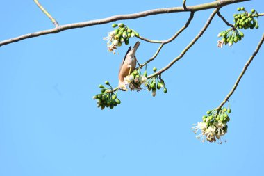 Brahminy Starlingorbrahminy Myna Beyaz İpek Pamuk Ağacı 'nda oturuyor. Bu kuş Beyaz İpek Pamuk Ağacı 'nın çiçeğinin nektarını emiyor. Sturnia pagodarum. Starling ailesinin bir üyesi..