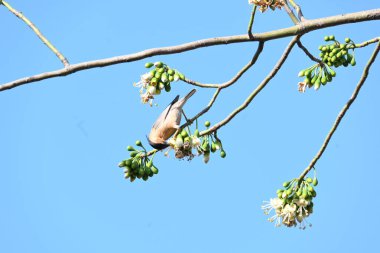 Brahminy Starlingorbrahminy Myna Beyaz İpek Pamuk Ağacı 'nda oturuyor. Bu kuş Beyaz İpek Pamuk Ağacı 'nın çiçeğinin nektarını emiyor. Sturnia pagodarum. Starling ailesinin bir üyesi..