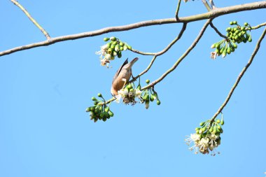 Brahminy Starlingorbrahminy Myna Beyaz İpek Pamuk Ağacı 'nda oturuyor. Bu kuş Beyaz İpek Pamuk Ağacı 'nın çiçeğinin nektarını emiyor. Sturnia pagodarum. Starling ailesinin bir üyesi..