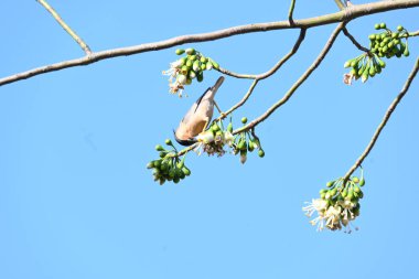 Brahminy Starlingorbrahminy Myna Beyaz İpek Pamuk Ağacı 'nda oturuyor. Bu kuş Beyaz İpek Pamuk Ağacı 'nın çiçeğinin nektarını emiyor. Sturnia pagodarum. Starling ailesinin bir üyesi..