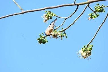 Brahminy Starlingorbrahminy Myna Beyaz İpek Pamuk Ağacı 'nda oturuyor. Bu kuş Beyaz İpek Pamuk Ağacı 'nın çiçeğinin nektarını emiyor. Sturnia pagodarum. Starling ailesinin bir üyesi..