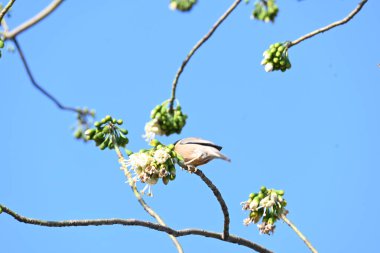 Brahminy Starlingorbrahminy Myna Beyaz İpek Pamuk Ağacı 'nda oturuyor. Bu kuş Beyaz İpek Pamuk Ağacı 'nın çiçeğinin nektarını emiyor. Sturnia pagodarum. Starling ailesinin bir üyesi..