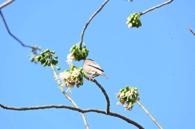 Brahminy Starlingorbrahminy Myna Beyaz İpek Pamuk Ağacı 'nda oturuyor. Bu kuş Beyaz İpek Pamuk Ağacı 'nın çiçeğinin nektarını emiyor. Sturnia pagodarum. Starling ailesinin bir üyesi..