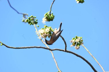 Brahminy Starlingorbrahminy Myna Beyaz İpek Pamuk Ağacı 'nda oturuyor. Bu kuş Beyaz İpek Pamuk Ağacı 'nın çiçeğinin nektarını emiyor. Sturnia pagodarum. Starling ailesinin bir üyesi..