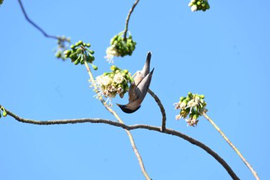 Brahminy Starlingorbrahminy Myna Beyaz İpek Pamuk Ağacı 'nda oturuyor. Bu kuş Beyaz İpek Pamuk Ağacı 'nın çiçeğinin nektarını emiyor. Sturnia pagodarum. Starling ailesinin bir üyesi..