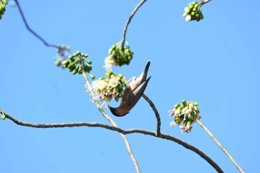 Brahminy Starlingorbrahminy Myna Beyaz İpek Pamuk Ağacı 'nda oturuyor. Bu kuş Beyaz İpek Pamuk Ağacı 'nın çiçeğinin nektarını emiyor. Sturnia pagodarum. Starling ailesinin bir üyesi..